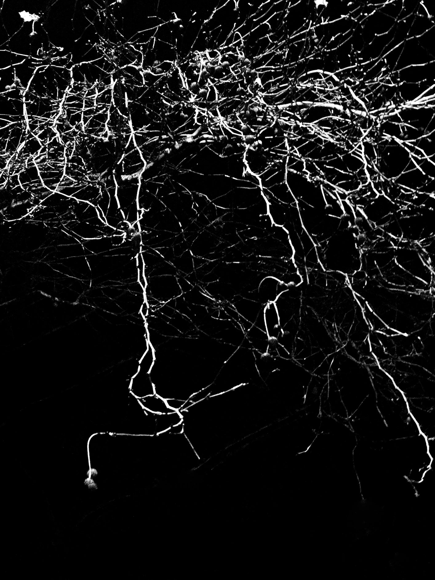Fotoğraf // Untitled 2 - 2024