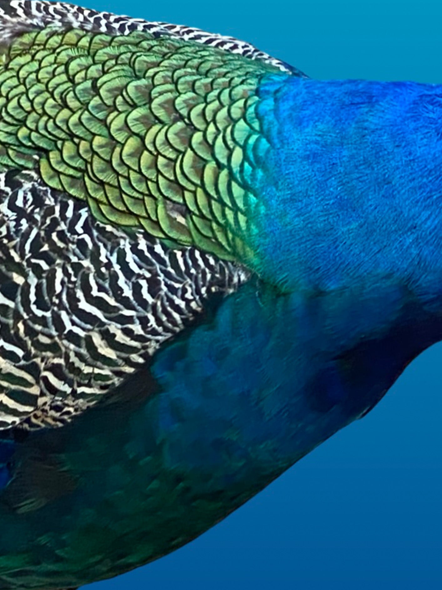 Fotoğraf // Dreaming Blue - 2022