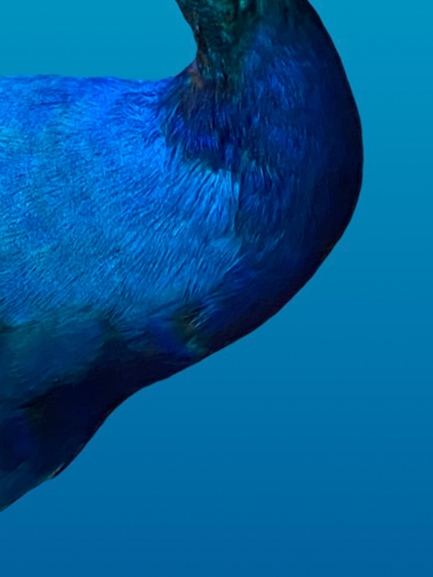 Fotoğraf // Dreaming Blue - 2022