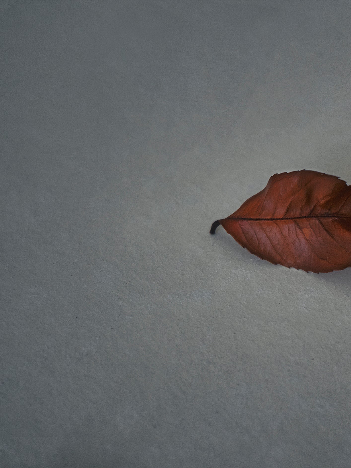 Fotoğraf // Mauna - 2017