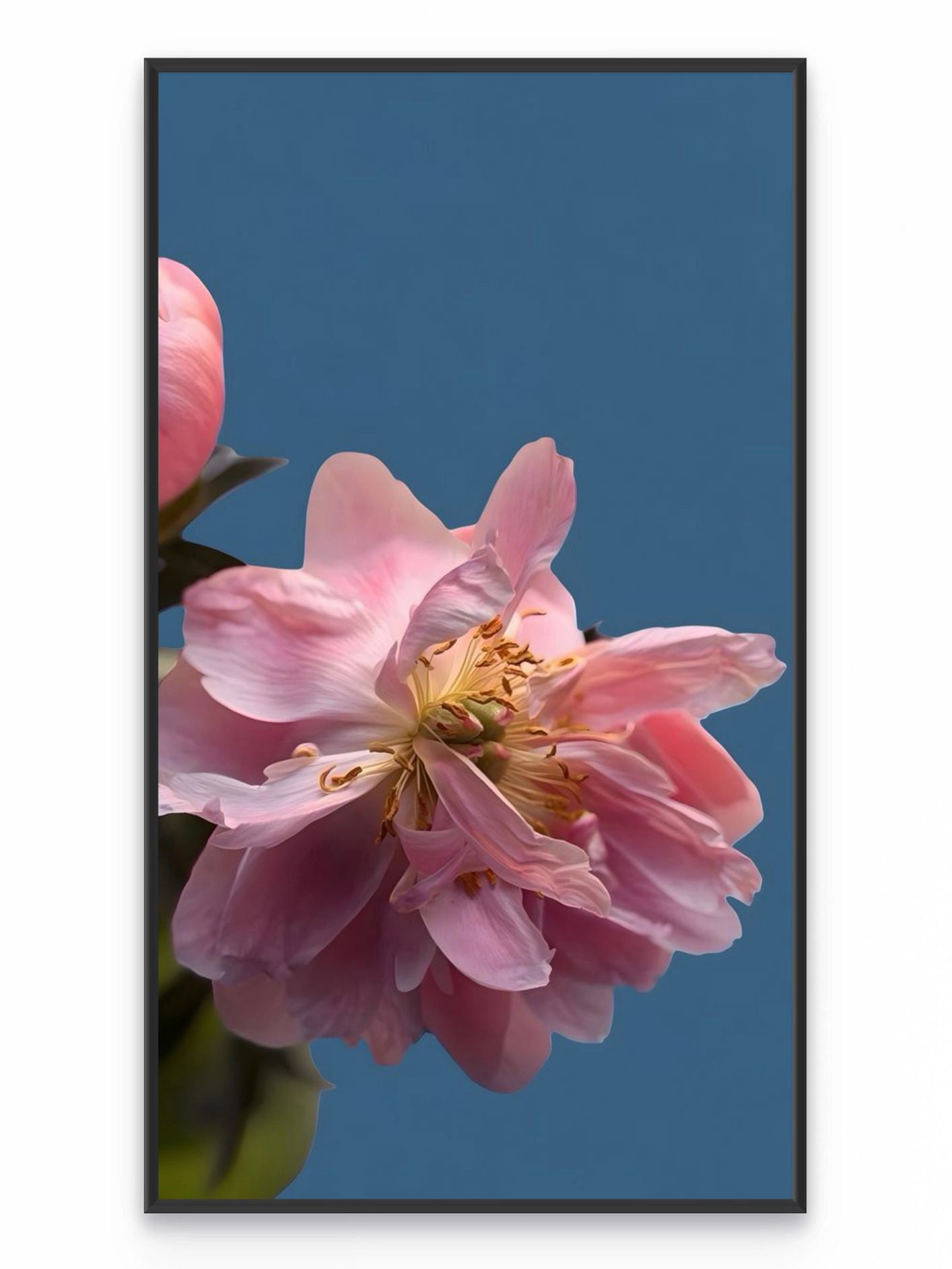 Fotoğraf // APPLE BLOSSOM - 2026
