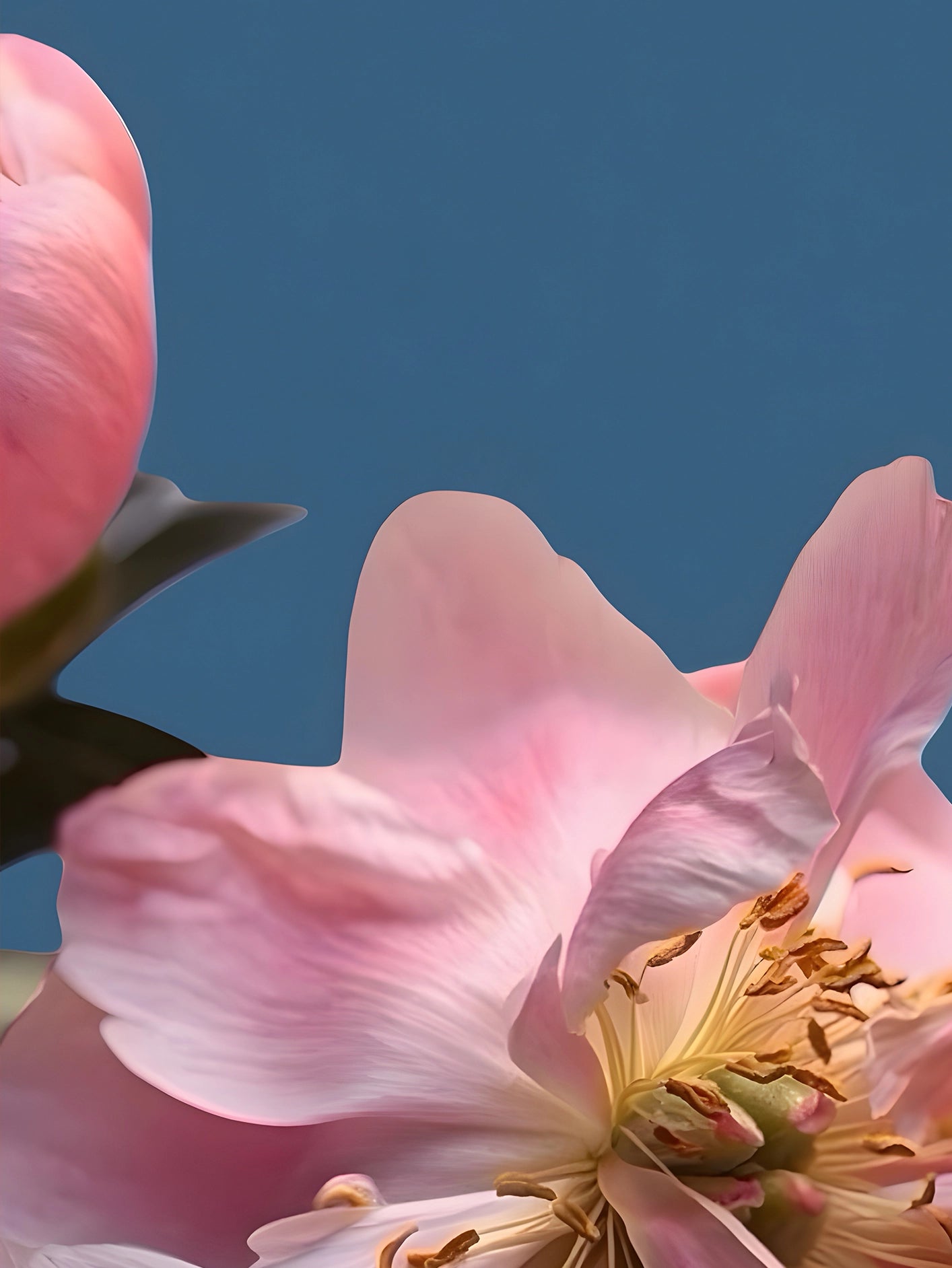 Fotoğraf // APPLE BLOSSOM - 2026