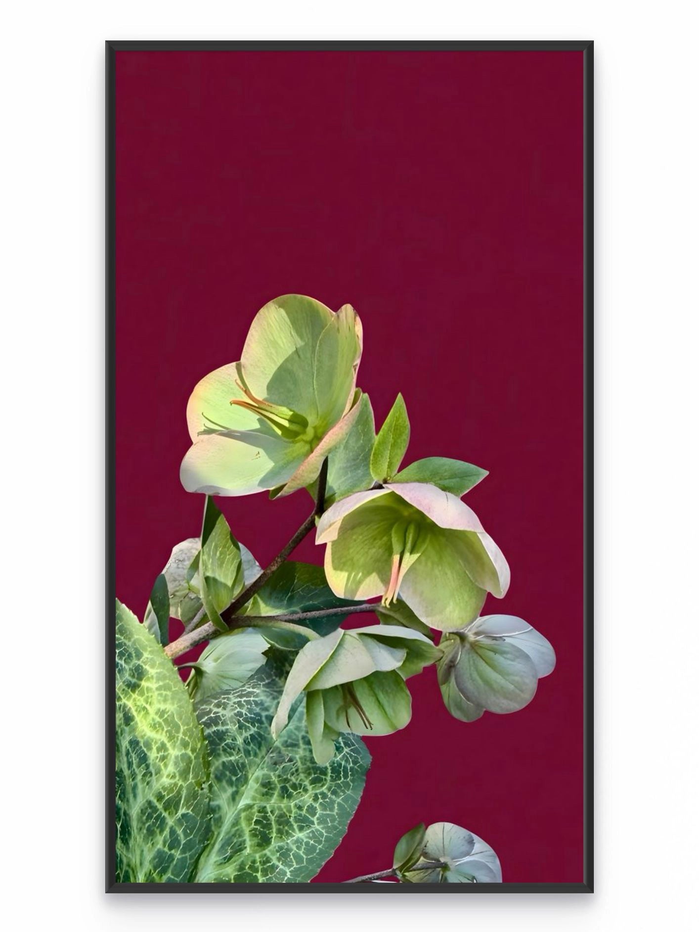 Fotoğraf // BEGONIA - 2026