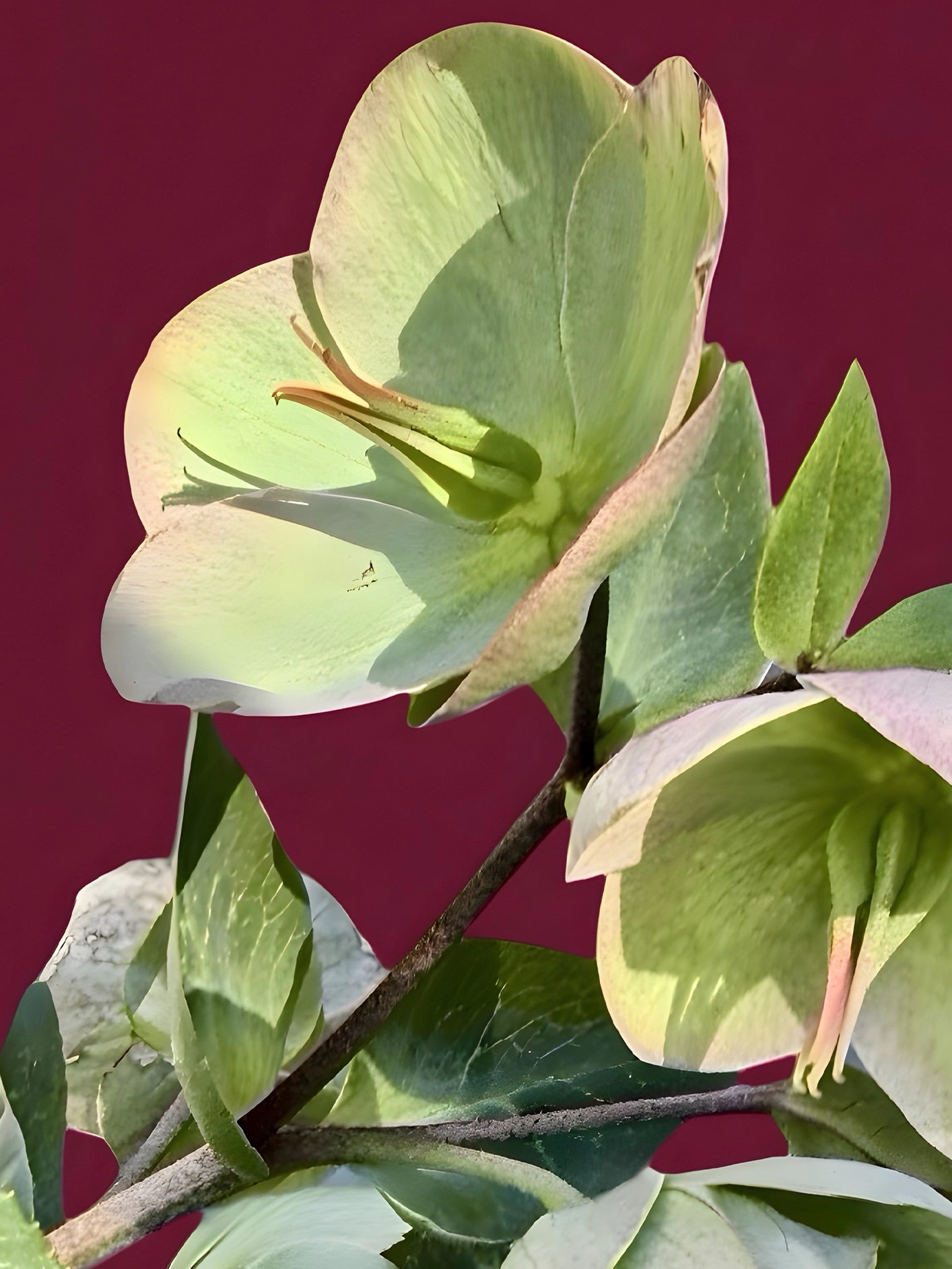Fotoğraf // BEGONIA - 2026