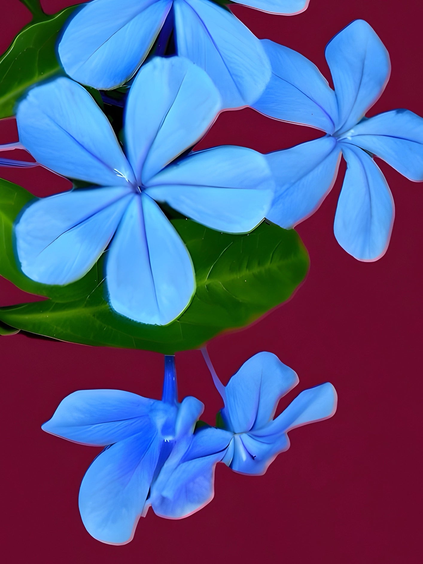 Fotoğraf // BLUE JASMINE - 2026