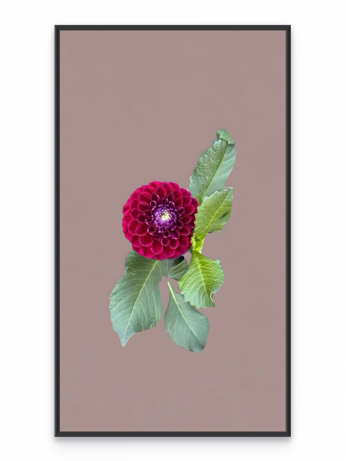 Fotoğraf // DAHLIA - 2026