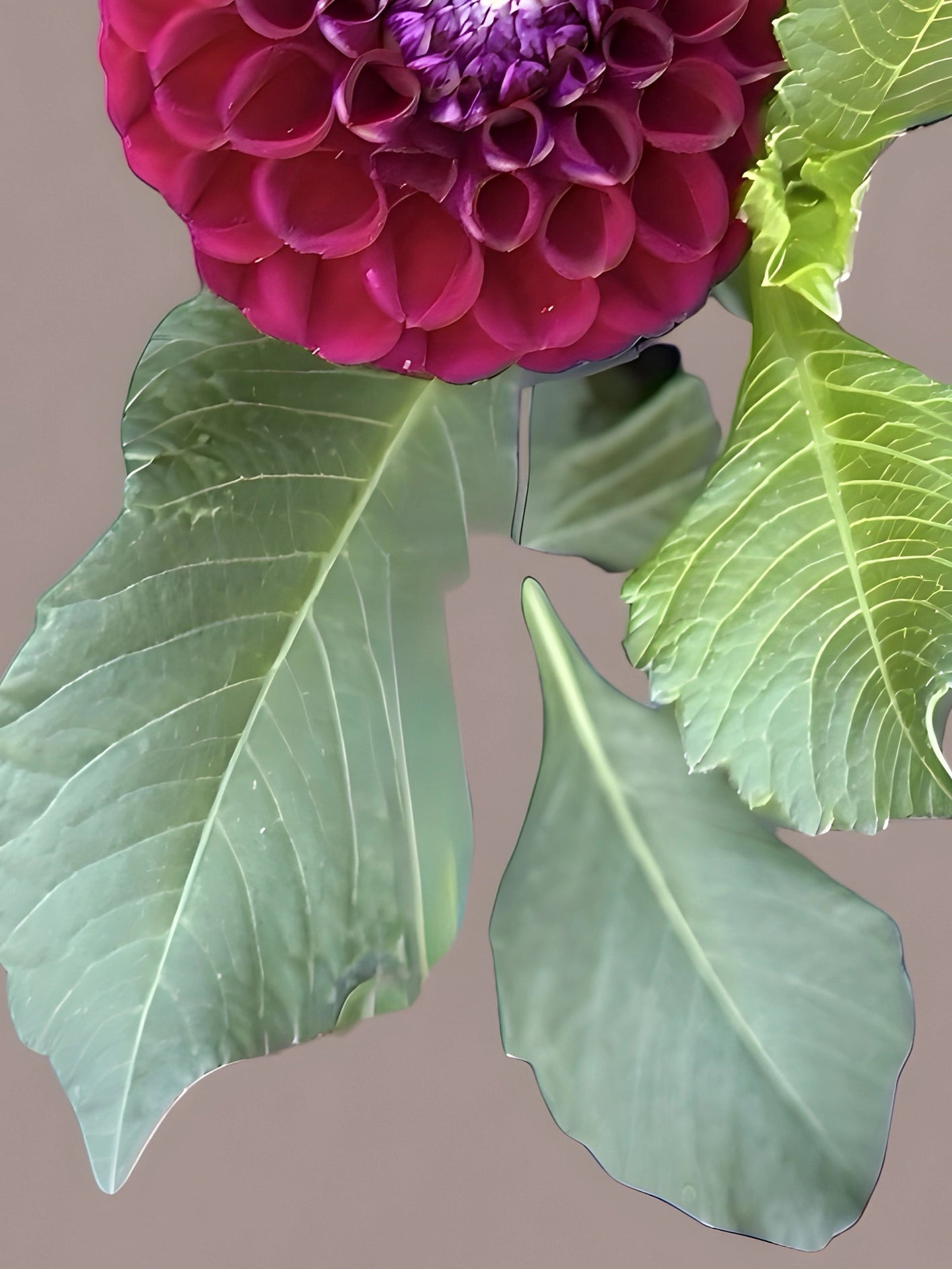 Fotoğraf // DAHLIA - 2026