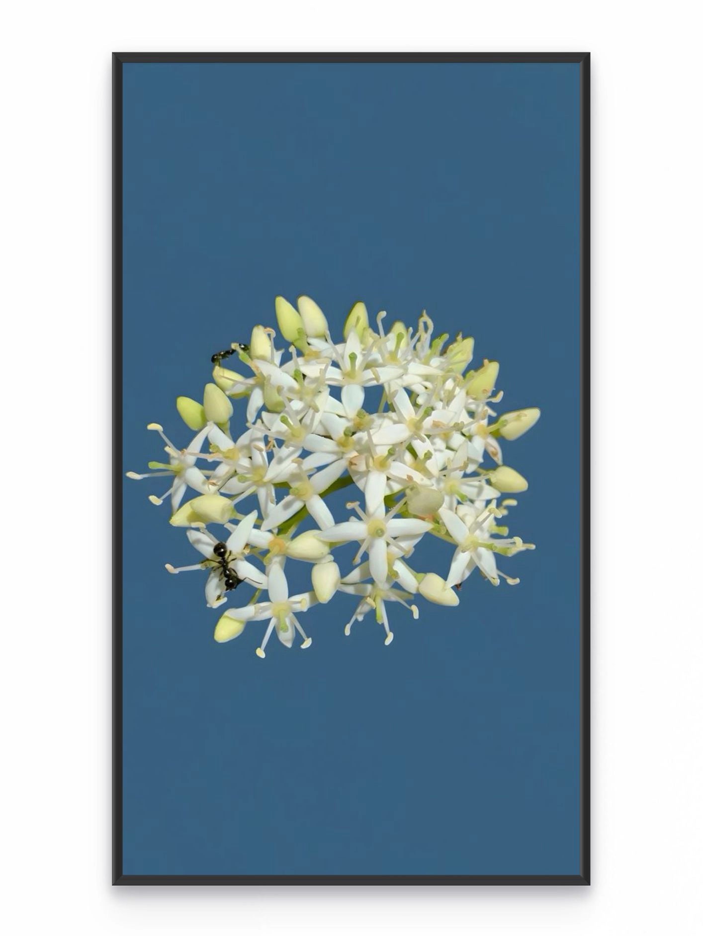 Fotoğraf // DOGWOOD - 2026