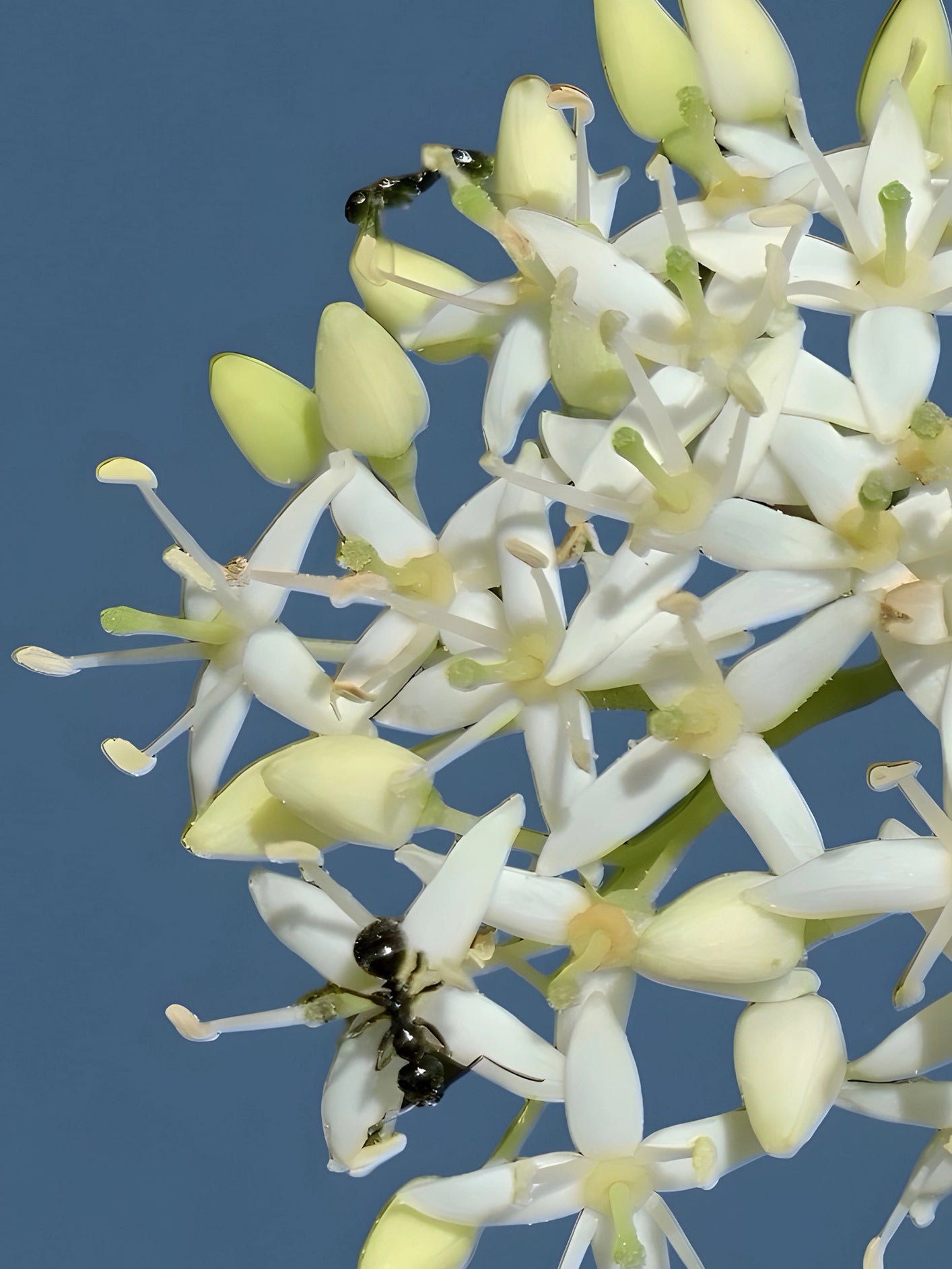 Fotoğraf // DOGWOOD - 2026