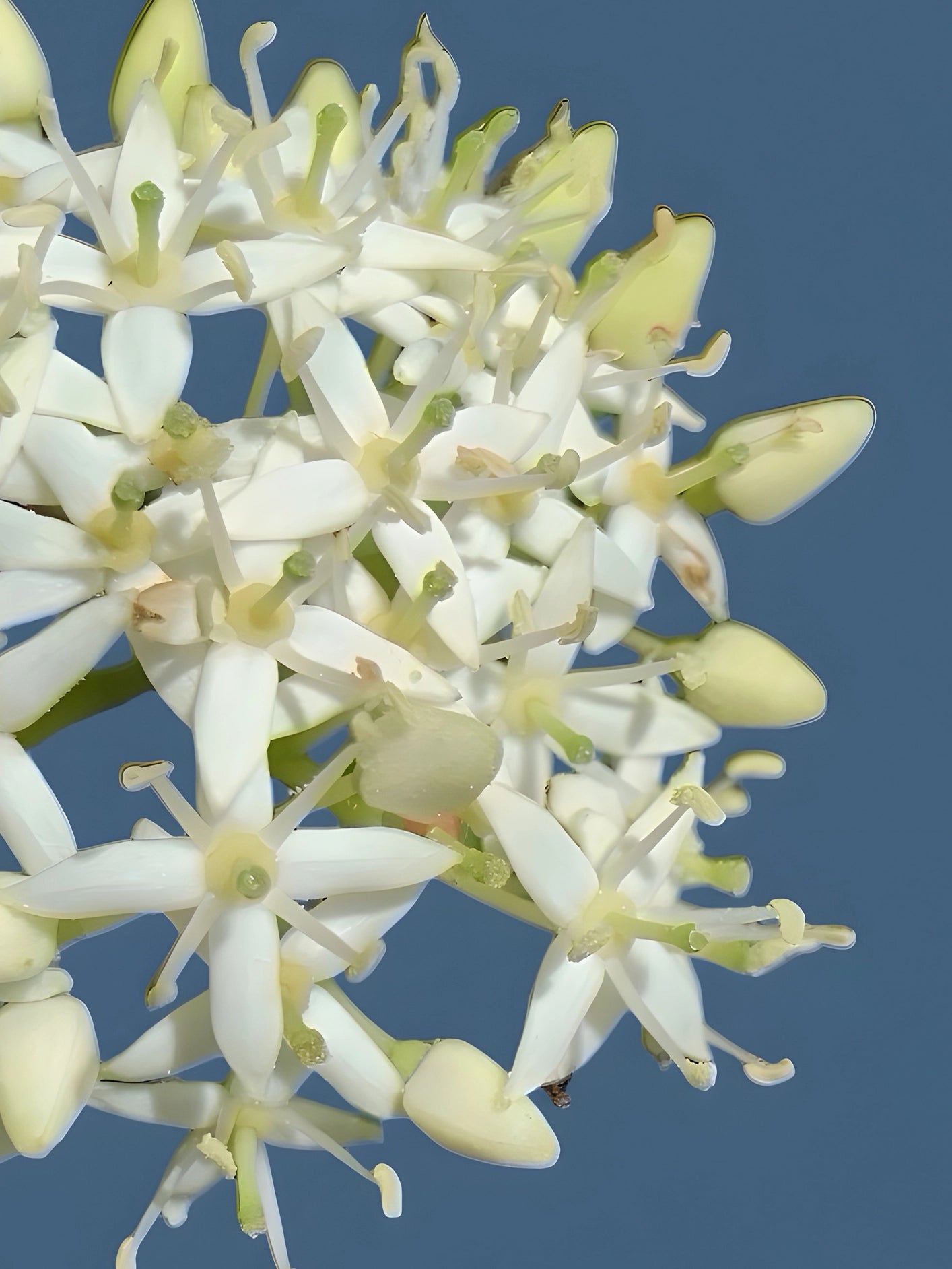 Fotoğraf // DOGWOOD - 2026