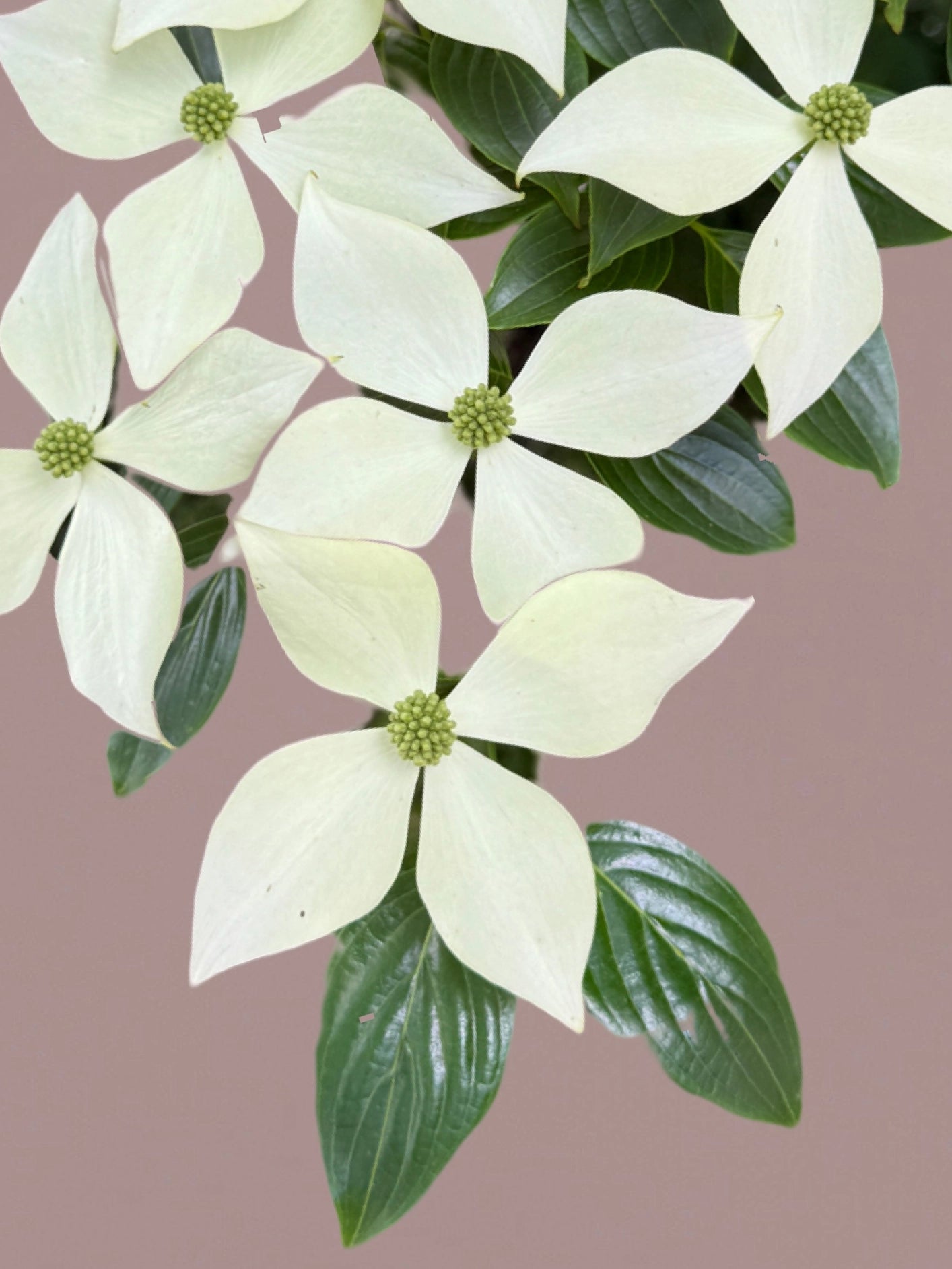 Fotoğraf // HOLLY - 2026