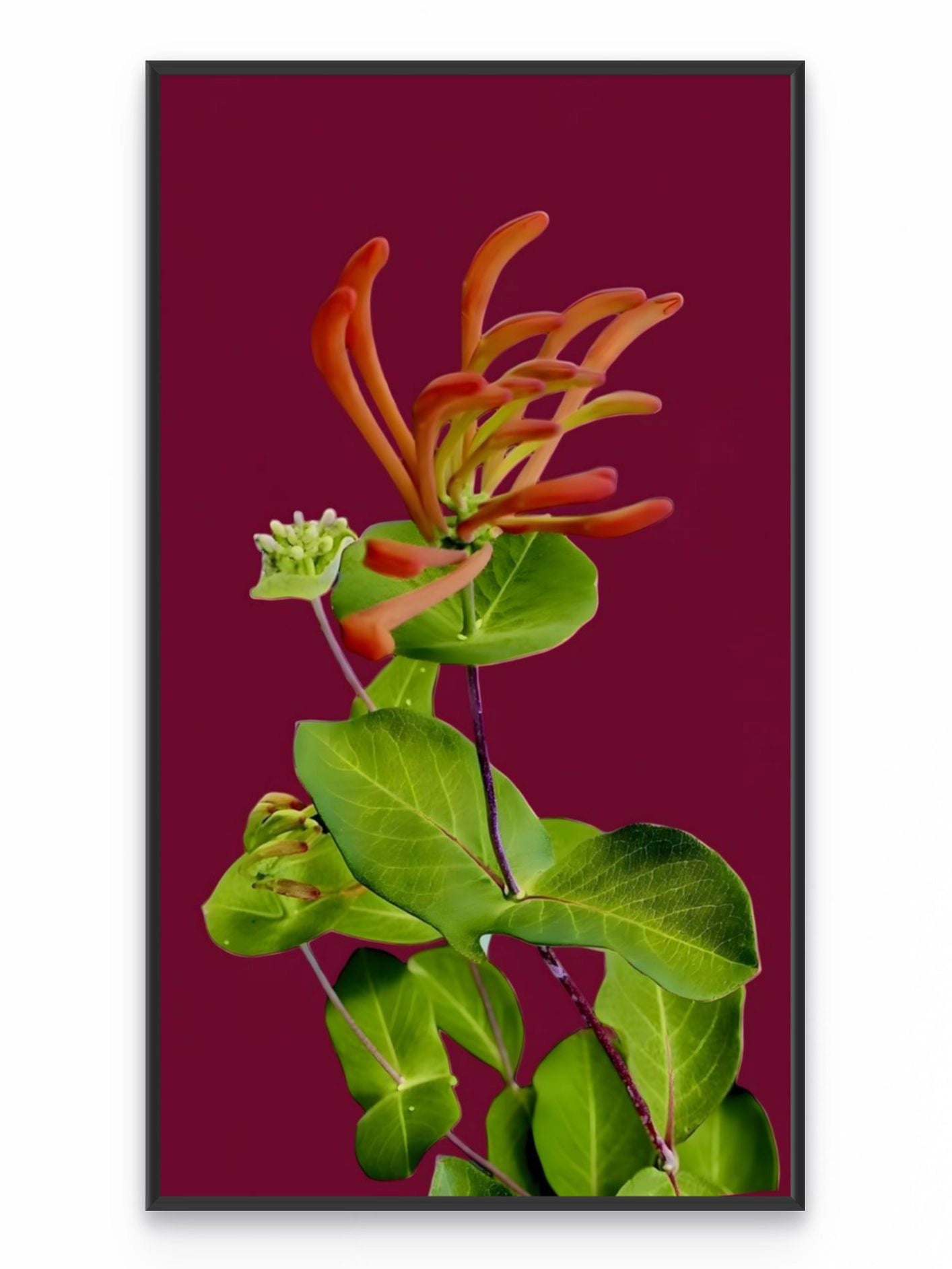Fotoğraf // HONEYSUCKLE - 2026