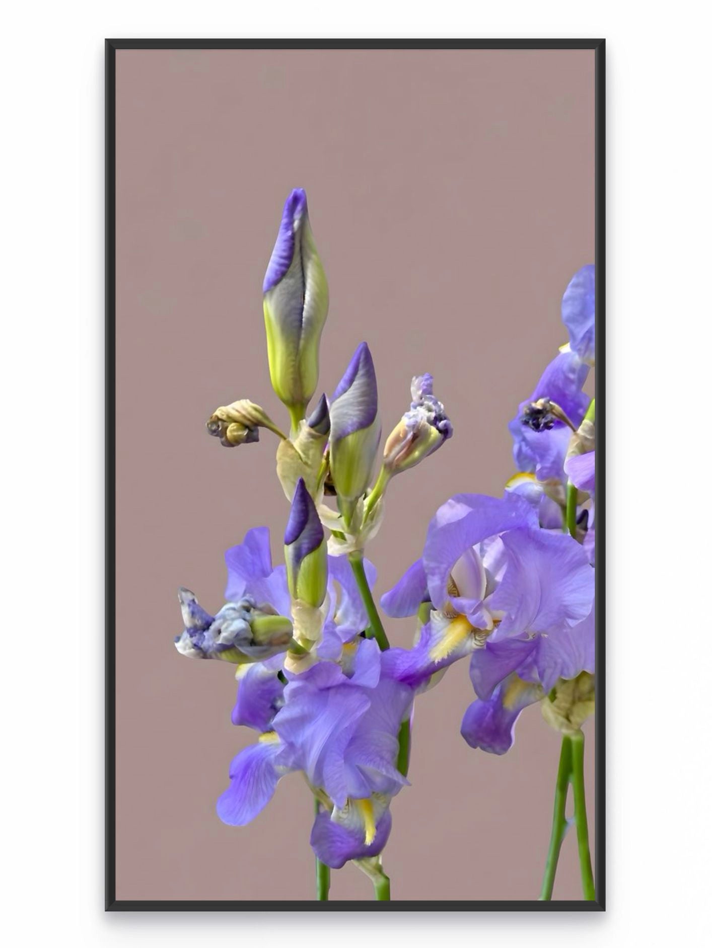 Fotoğraf // IRIS - 2026