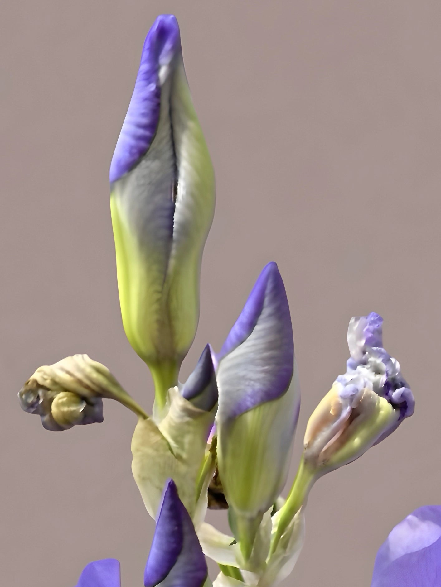 Fotoğraf // IRIS - 2026