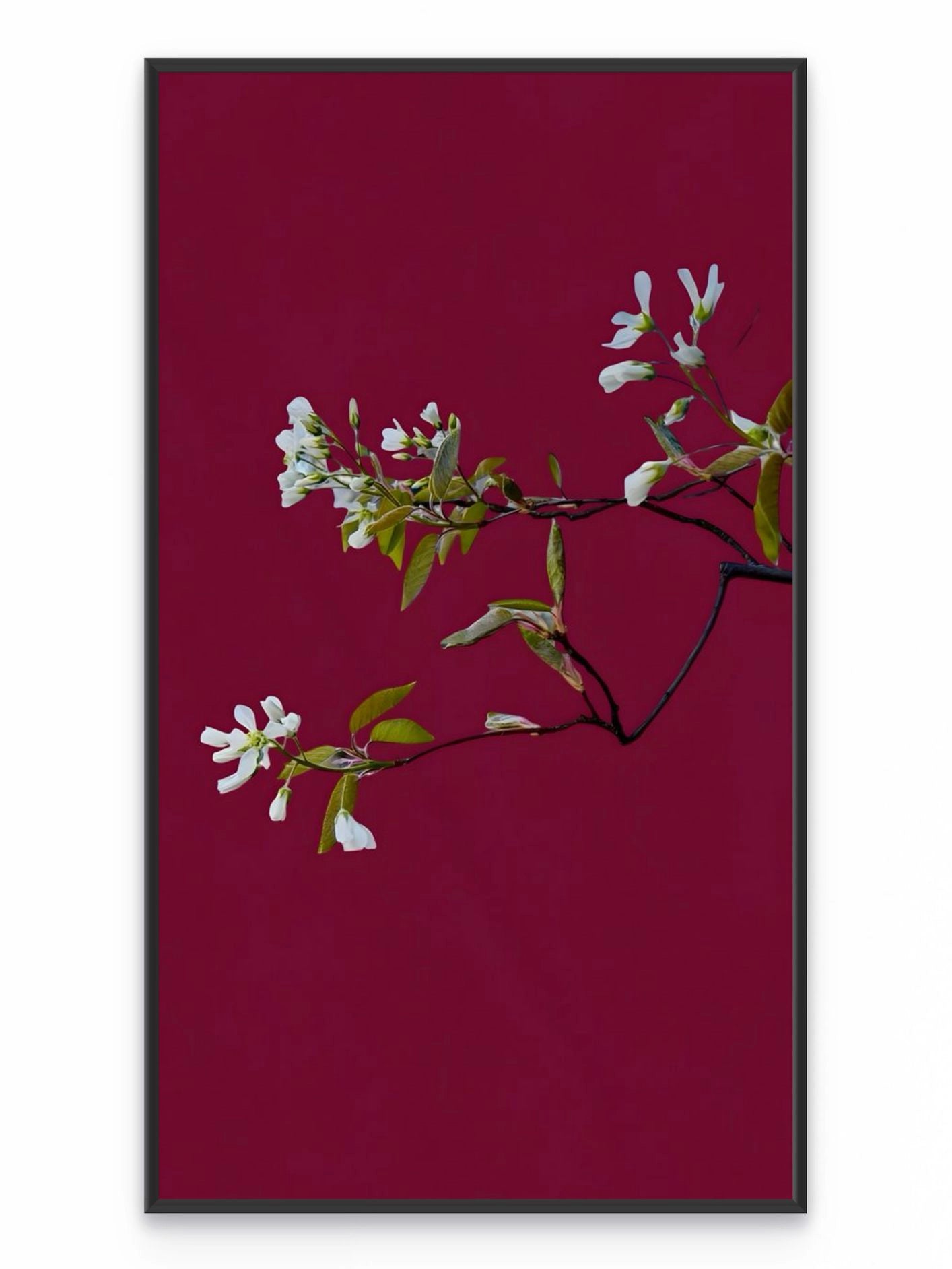 Fotoğraf // JUNEBERRY - 2026