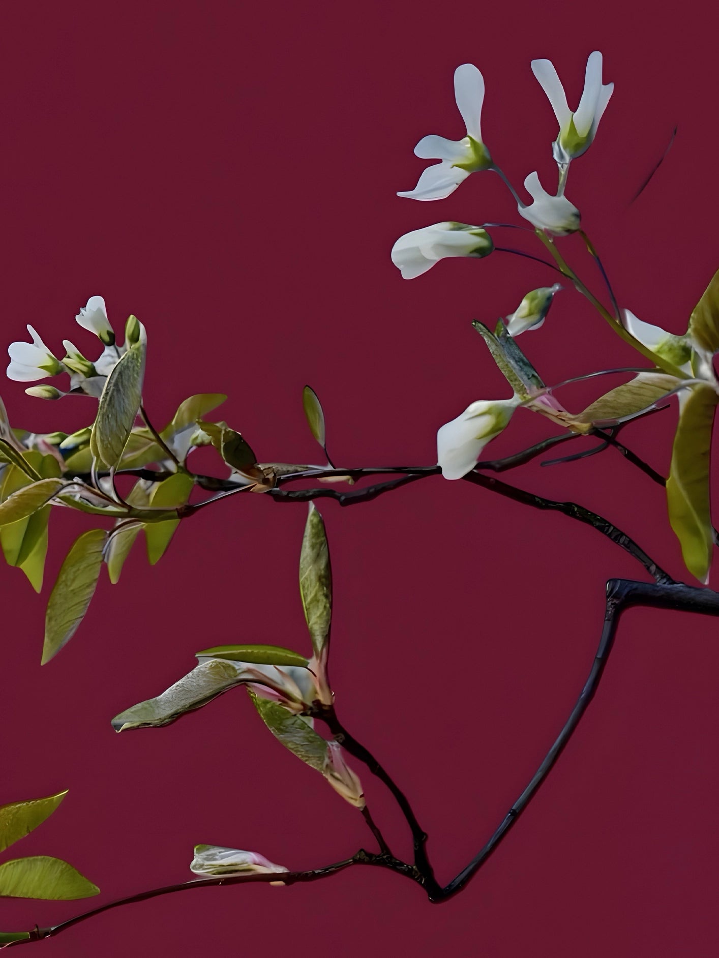 Fotoğraf // JUNEBERRY - 2026