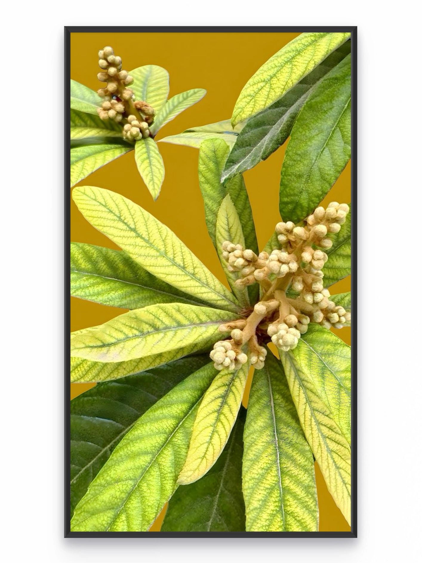 Fotoğraf // LOQUAT - 2026