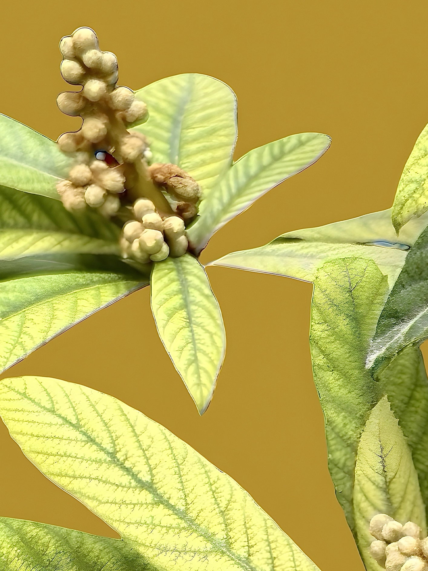 Fotoğraf // LOQUAT - 2026