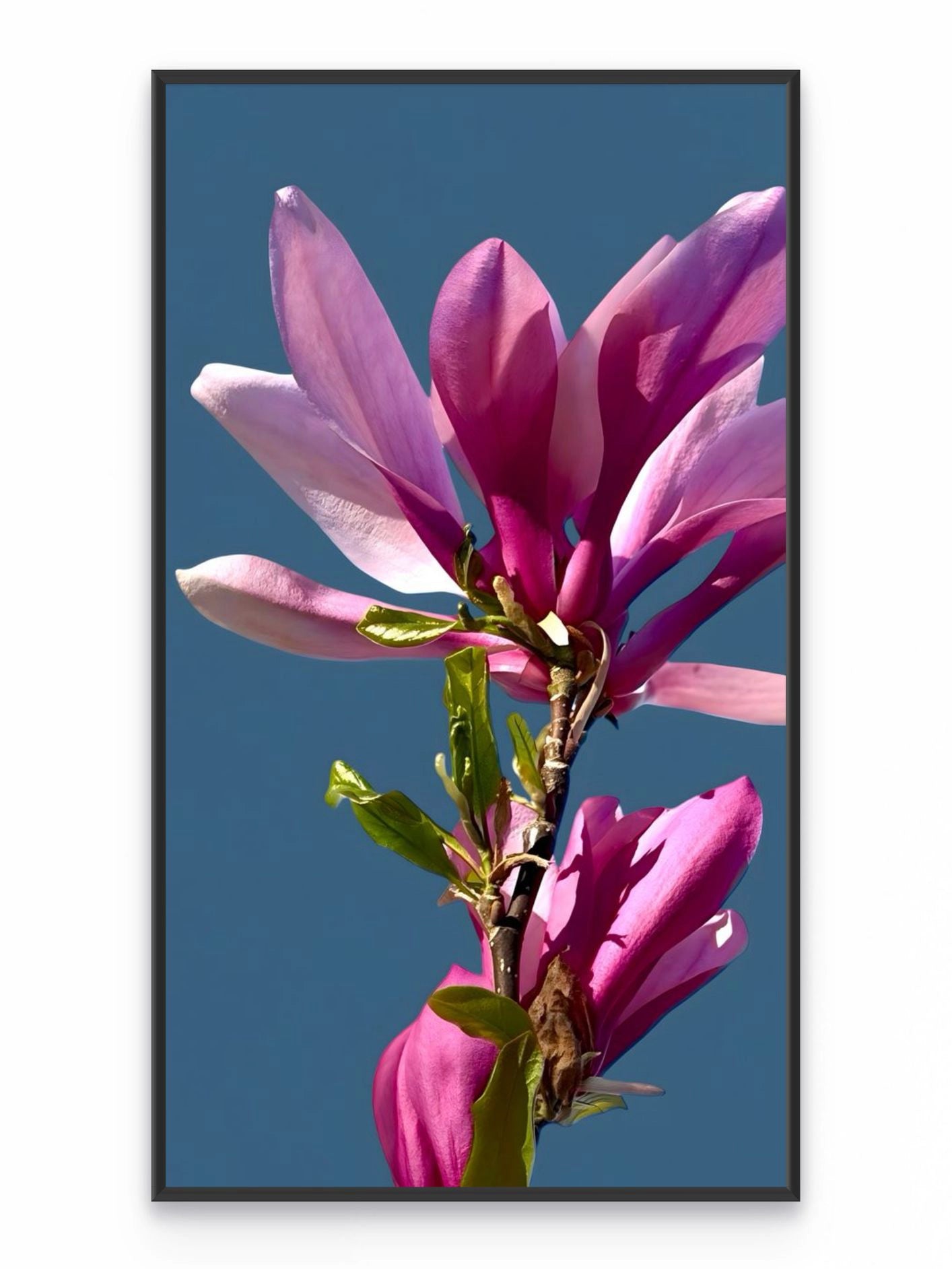 Fotoğraf // MAGNOLIA - 2026
