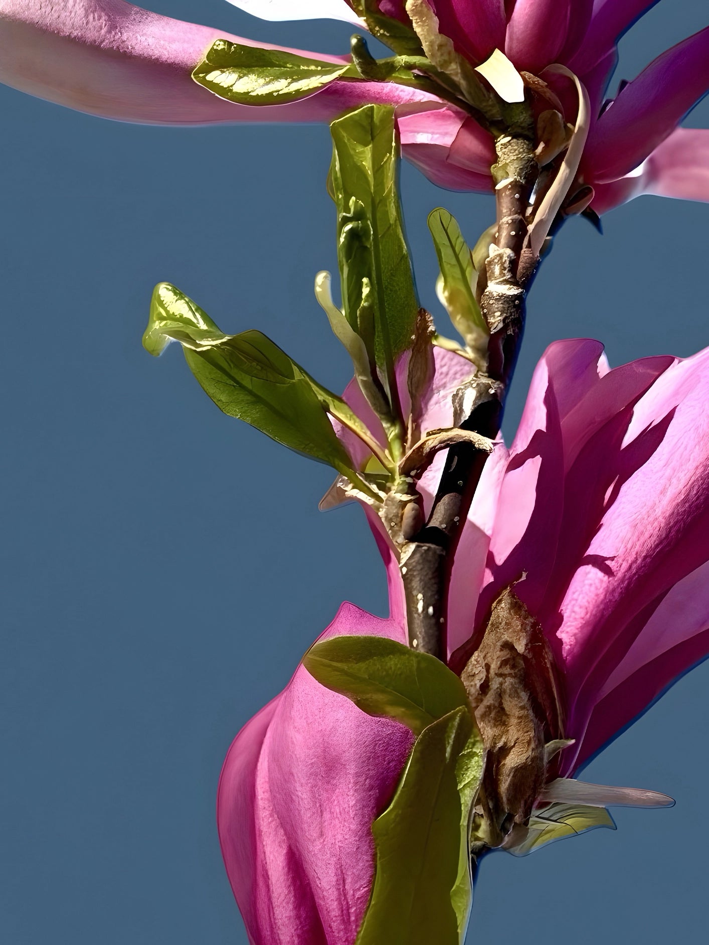Fotoğraf // MAGNOLIA - 2026