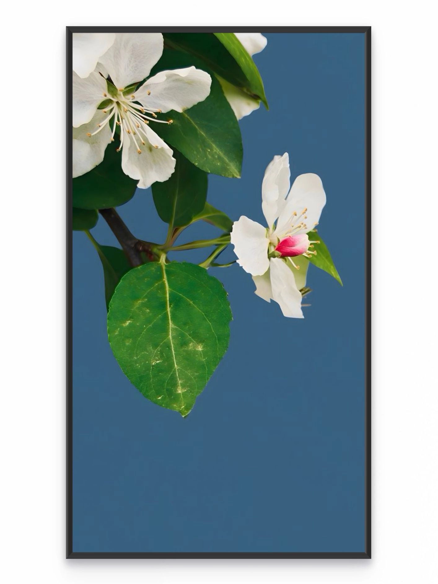 Fotoğraf // MALUS - 2026