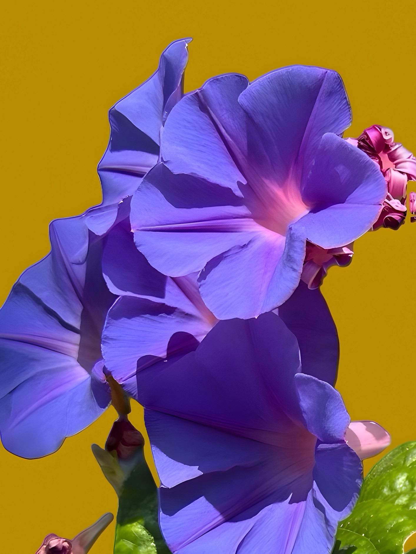 Fotoğraf // MORNING GLORY - 2026
