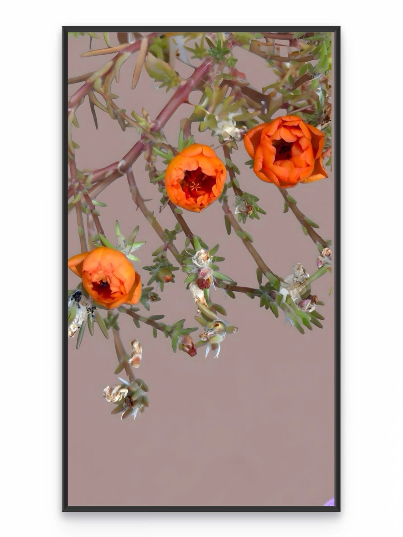 Fotoğraf // PURSLANE - 2026