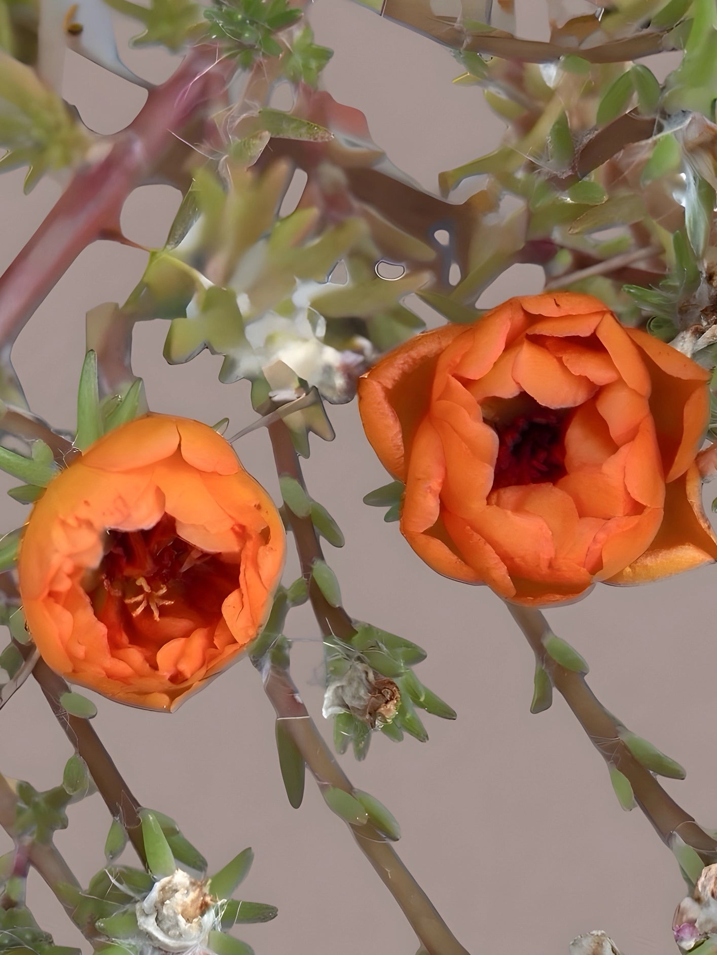 Fotoğraf // PURSLANE - 2026
