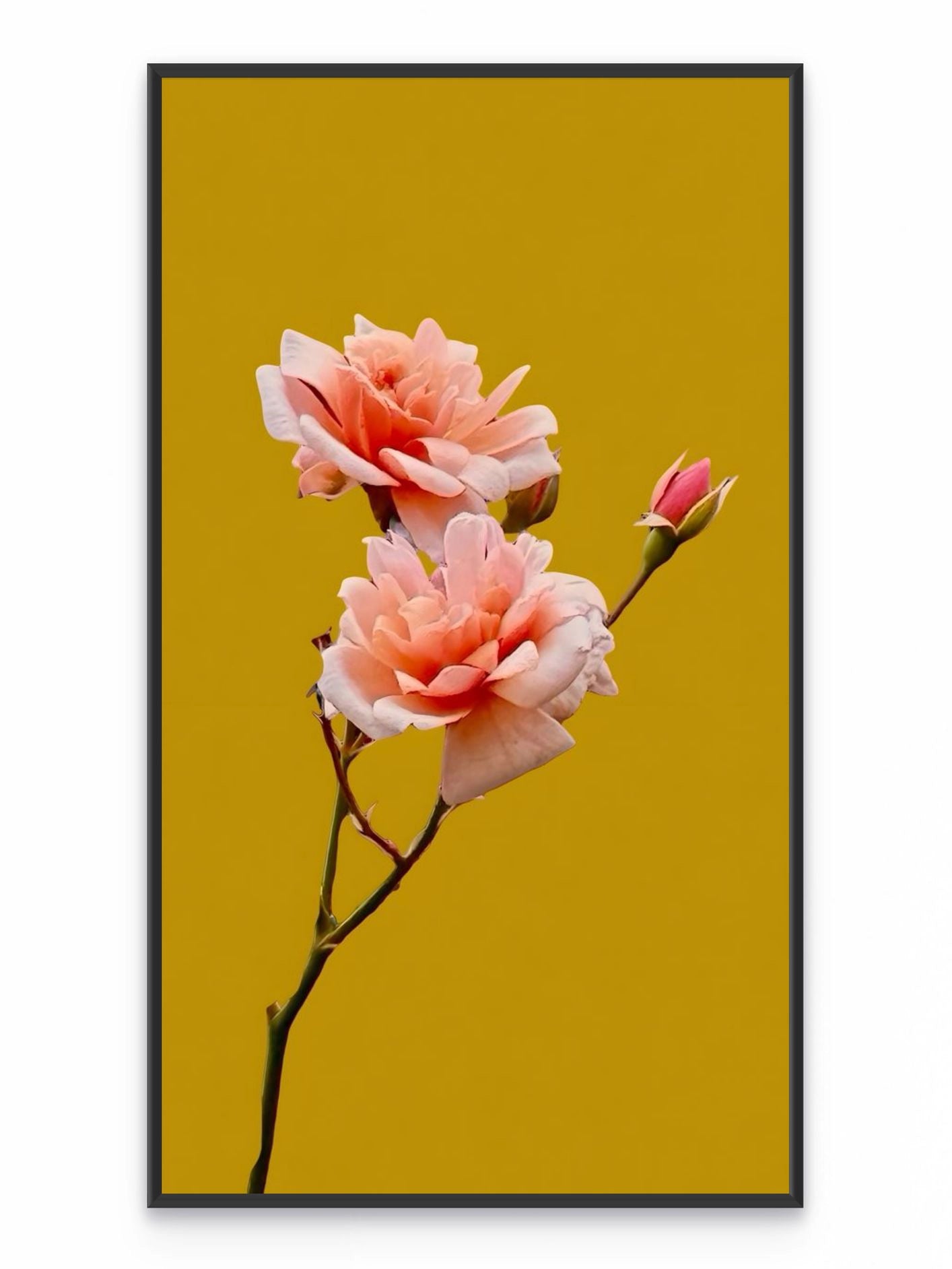 Fotoğraf // ROSE - 2026