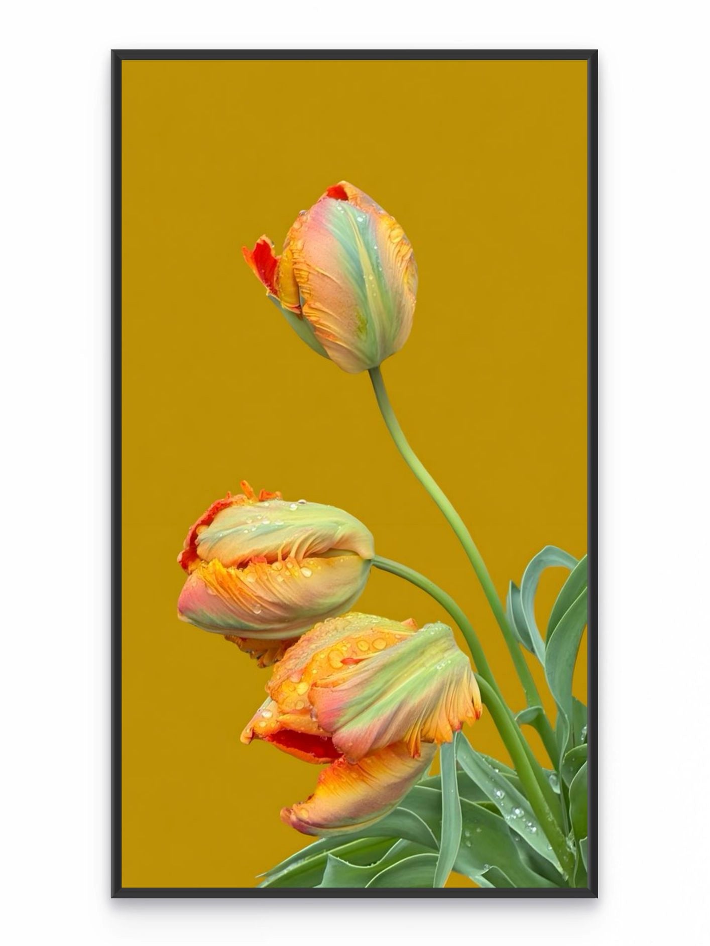 Fotoğraf // TULIP - 2026